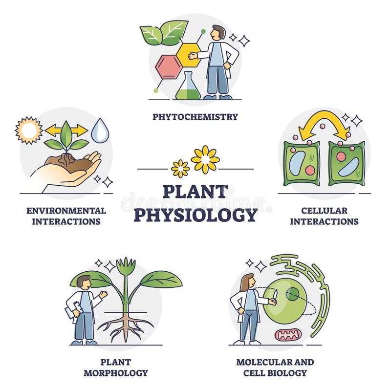 Plant Physiology